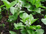 茎の先端に小さな白い花が沢山咲いているミツガシワの写真