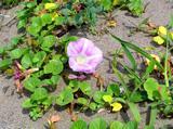 砂浜に咲いている薄い紫色のハマヒルガオの花の写真