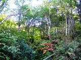 沢山の樹木や植物が鬱蒼と生い茂っているブナ林の写真