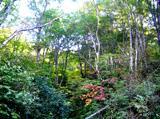 沢山の樹木や植物が鬱蒼と生い茂っているブナ林の写真