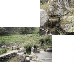 湧水の傍にある花菖蒲円と岩場から湧き出している湧水の写真
