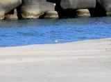 砂浜に佇んでいる小さなシロチドリの写真