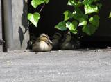 4羽のカルガモの雛が木陰で休んでいる写真