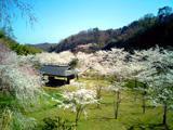 沢山の満開の桜の木に囲まれた東屋の写真