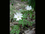 白い花びらの2輪のキクザキイチゲの花の写真