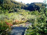 歩道の両脇に植えられた、白い花が咲いているリンゴの木の写真