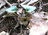 落ち葉の隙間から2枚の緑色の葉が出ているヒメカンアオイの写真