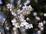 白い花びらの花が咲いているキンキマメザクラの枝の写真