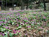一面が紫色の花でおおわれている憩いの森の写真