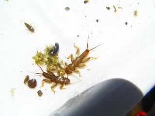 水草の傍にいる2匹のカワゲラの幼虫の写真