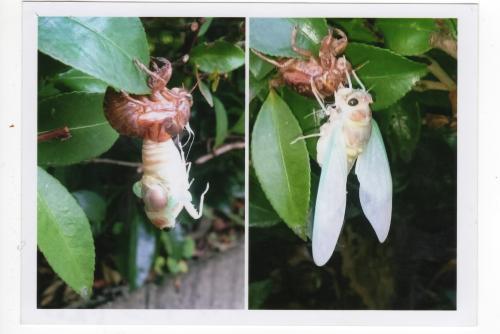 左：背中が割れてセミの成虫の体が半分出てきている写真、右：羽化したばかりの白いからだのアブラゼミの写真