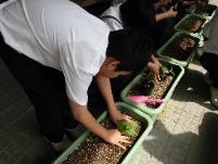 緑のプランターに土が入っていて、生徒たちが手でプランターの植物の手入れをしている写真