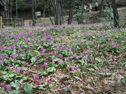 辺り一面に咲いている紫色のカタクリの花の写真