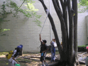 子供たちが木の上部へ向けて白い棒を伸ばし、セミの抜け殻を採集しようとしている様子の写真