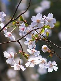 白い花が咲いたキンキマメザクラの枝の写真