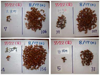 大友町、直江町、近岡町などの4つの地域で採集したセミの抜け殻の数を7月22日に採取したものと比較しており、いずれも8月17日の方が多く採集出来ていることを示す4枚の写真
