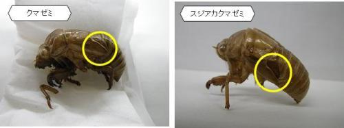 左側：クマゼミの抜け殻の写真、右側：スジアカクマゼミの抜け殻の写真 どちらも翅の部分に黄色い丸印がついている