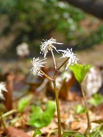 茎の先端に白い小さな花を咲かせているオウレンの写真