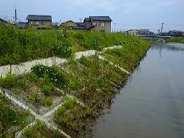 川岸に設置された植栽ブロックマットに草などの植物が生えている写真