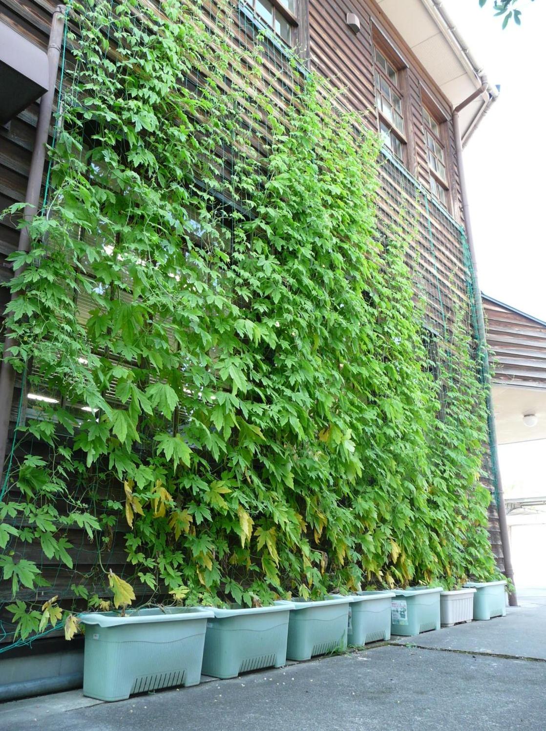 建物側面に緑色の植物を植え、グリーンカーテンが窓を覆っている写真