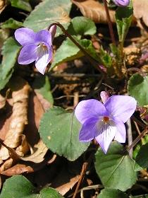 紫色のタチツボスミレの花の写真