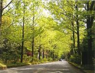 道路の両側の歩道沿いに緑豊かな樹木が植栽されている坂道の写真
