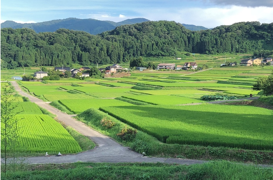 柚木町の棚田