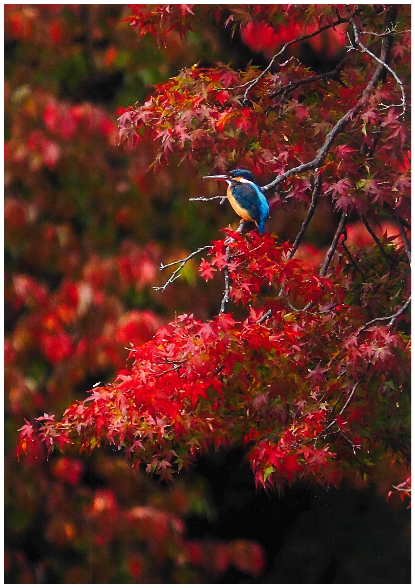 深まる秋（霞が池）