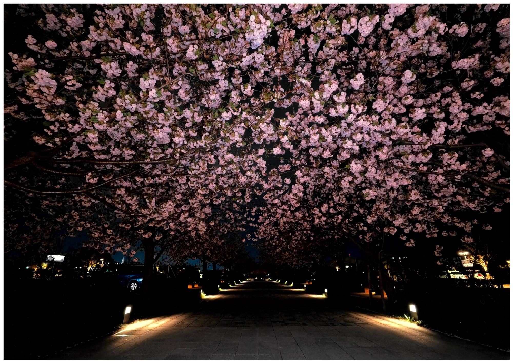 夜桜