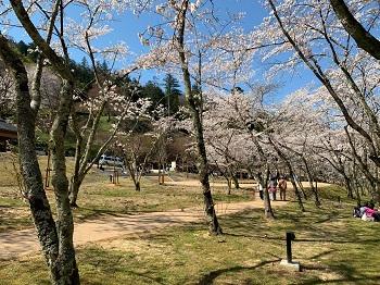緑の芝生と等間隔で立っている桜の木を写している写真
