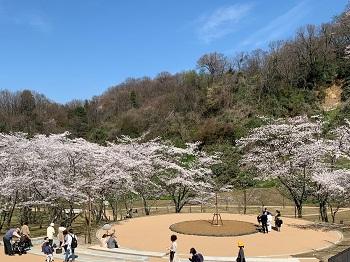 中央にある広場を囲むように桜の花が咲いていて、見物客が訪れている写真