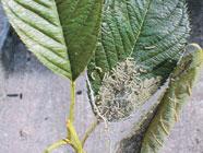 木の葉っぱの根元にたくさんのアメシロの若齢幼虫がついている写真