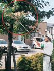 男性が高枝ばさみで枝を切ろうとしている様子の写真