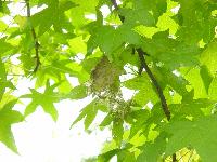 色鮮やかな緑の木の葉にアメシロの巣網ができている写真