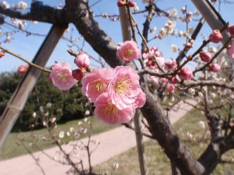 公園の歩道脇に植えてある梅の木に咲いているピンク色の梅の花をアップに撮影した写真