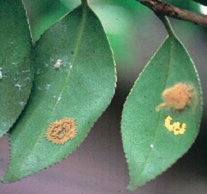 3枚の緑の葉にチャドクガ卵の塊があり防除適期になっているアップの写真