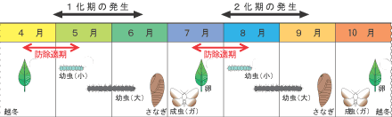 チャドクガが幼虫から成虫になるまで過程を示した生態図