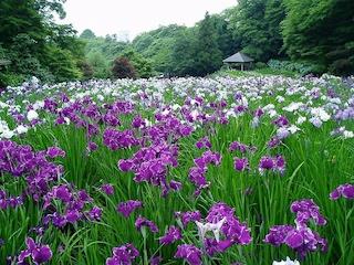 手前に紫の菖蒲、奥に白の菖蒲が地面を埋め尽くすように一面に咲いている写真