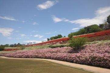 手前には芝生の広場、奥にはピンクや赤い花が一面に咲いているつつじ園の写真