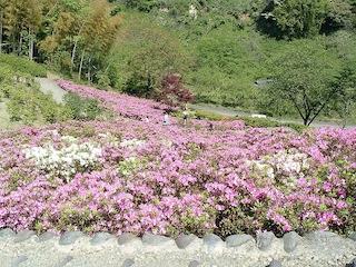 ピンクと白のツツジの花が一面に咲いている写真
