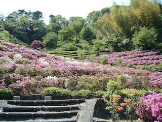 手前に石の階段、中央にピンクと白の花の咲いたツツジ、奥に木が並んでいる写真