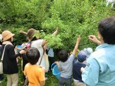 女性や子供たちが、緑の葉がつく木の枝に手を伸ばしている写真
