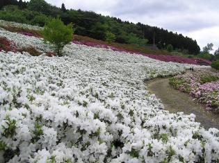 歩道の左側一面に白い花が咲いているつつじ園の写真