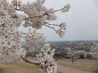 歩道沿いに咲いている桜の木に咲いている白い桜の花と奥には町の風景が写っている写真