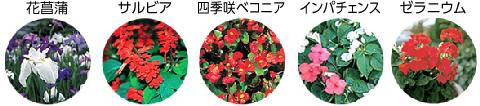 市民推奨花（花菖蒲/サルビア/四季咲ベコニア/インパチェンス/ゼラニウム）の花の写真