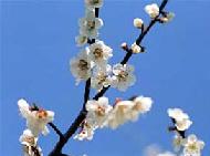 青空の下一輪の梅の枝に咲いている花をアップで写した写真