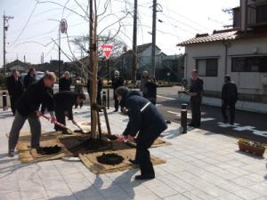 拡張整備された遊歩道の中央に植えられた記念植樹の様子の写真