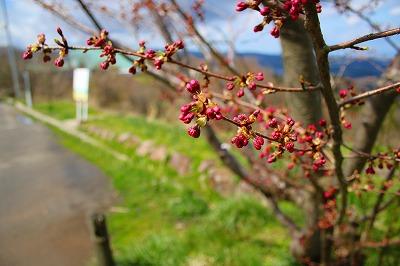 木枝に生える薄い赤や濃い桃色をした桜のつぼみを映した写真