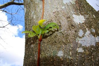 茶色の木の上から生えている黄緑色の芽の様子を映した写真