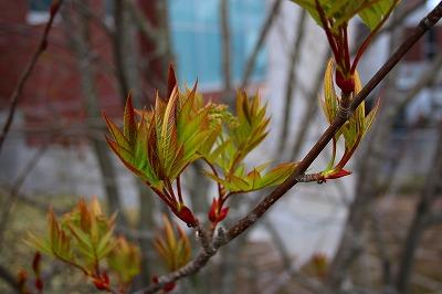 木枝の中で少し赤みを増して膨らんできているつぼみの様子を撮影した写真